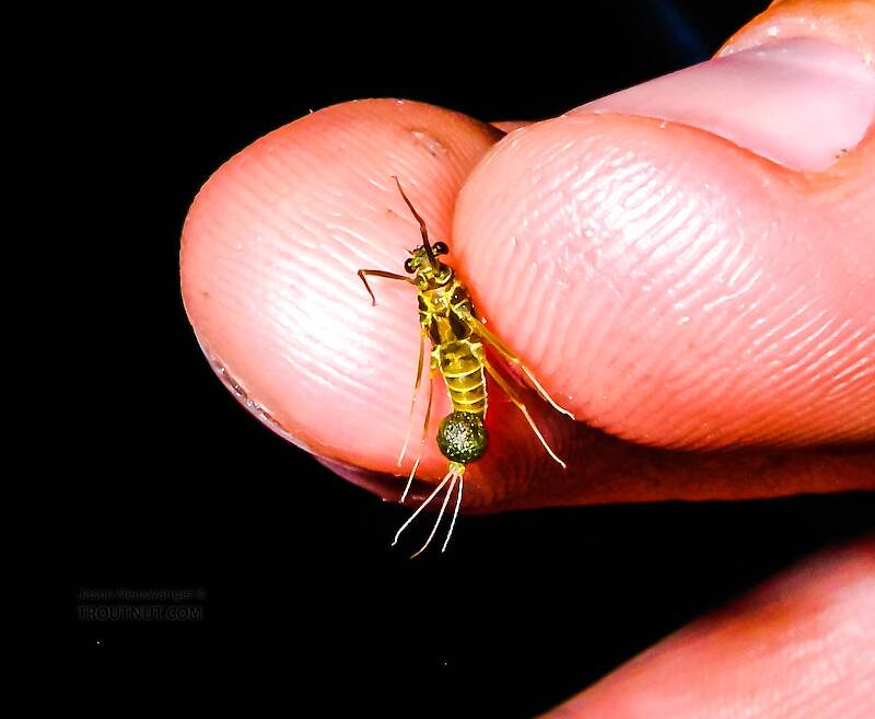 I took this picture of this specimen on the stream when I collected her, to show the color of the egg mass.

Female Drunella cornuta (Ephemerellidae) (Large Blue-Winged Olive) Mayfly Spinner from Brodhead Creek in Pennsylvania