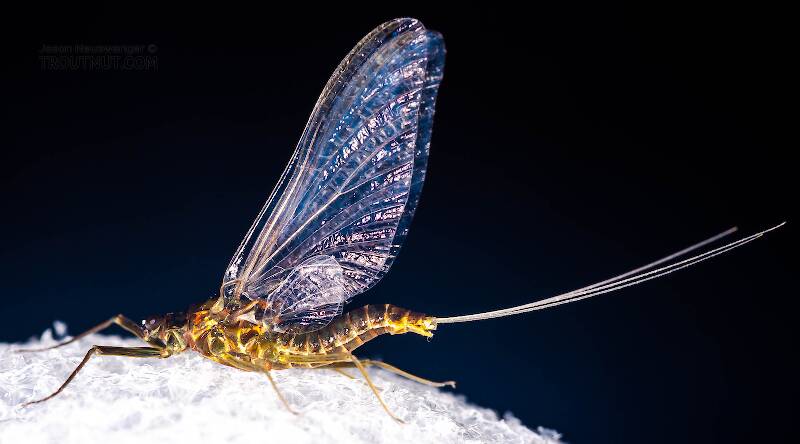 Lateral view of a Female Drunella cornuta (Ephemerellidae) (Large Blue-Winged Olive) Mayfly Spinner from Brodhead Creek in Pennsylvania