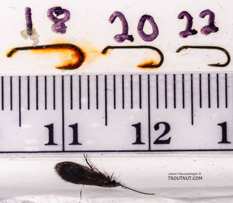 Ruler view of a Female Theliopsyche (Lepidostomatidae) (Little Brown Sedge) Caddisfly Adult from Mystery Creek #42 in Pennsylvania The smallest ruler marks are 1 mm.