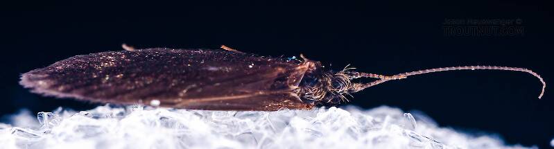 Dorsal view of a Female Theliopsyche (Lepidostomatidae) (Little Brown Sedge) Caddisfly Adult from Mystery Creek #42 in Pennsylvania