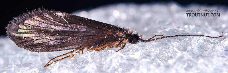 Lateral view of a Female Theliopsyche (Lepidostomatidae) (Little Brown Sedge) Caddisfly Adult from Mystery Creek #42 in Pennsylvania