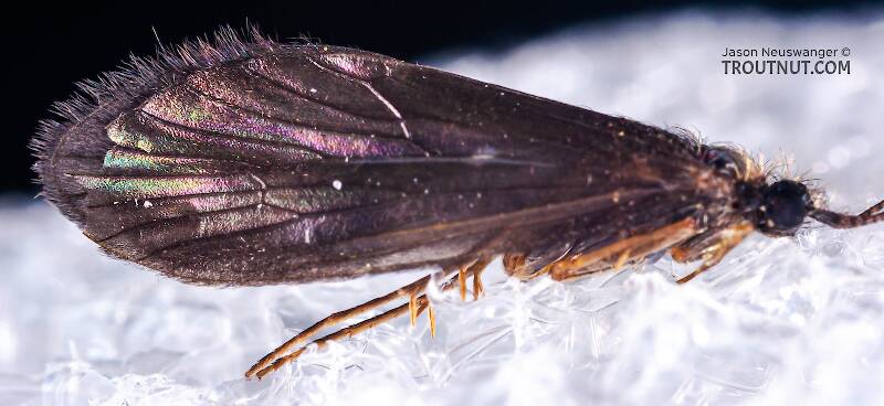 Female Theliopsyche (Lepidostomatidae) (Little Brown Sedge) Caddisfly Adult from Mystery Creek #42 in Pennsylvania