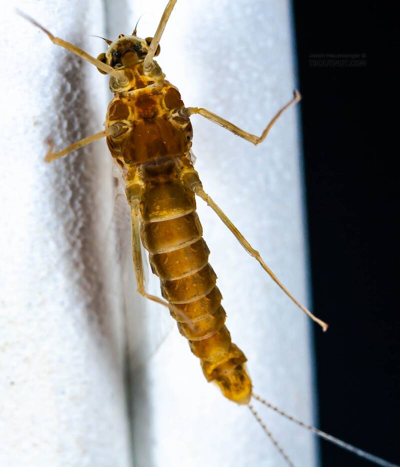 Ventral view of a Female Ephemerella (Ephemerellidae) (Hendricksons, Sulphurs, PMDs) Mayfly Spinner from Mystery Creek #42 in Pennsylvania
