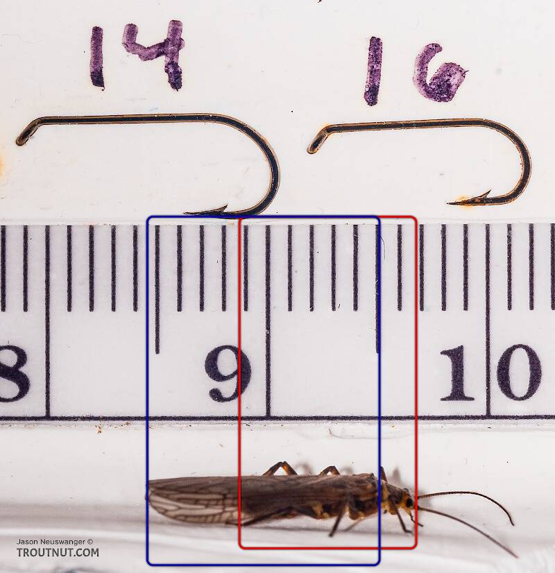 Body length (red) 8 mm, forewing length (blue) 10.5 mm

Ruler view of a Male Tallaperla maria (Peltoperlidae) (Roachfly) Stonefly Adult from Mystery Creek #42 in Pennsylvania The smallest ruler marks are 1 mm.
