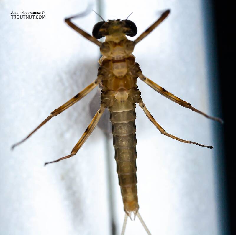Ventral view of a Male Epeorus (Heptageniidae) (Little Maryatt) Mayfly Dun from Mystery Creek #42 in Pennsylvania