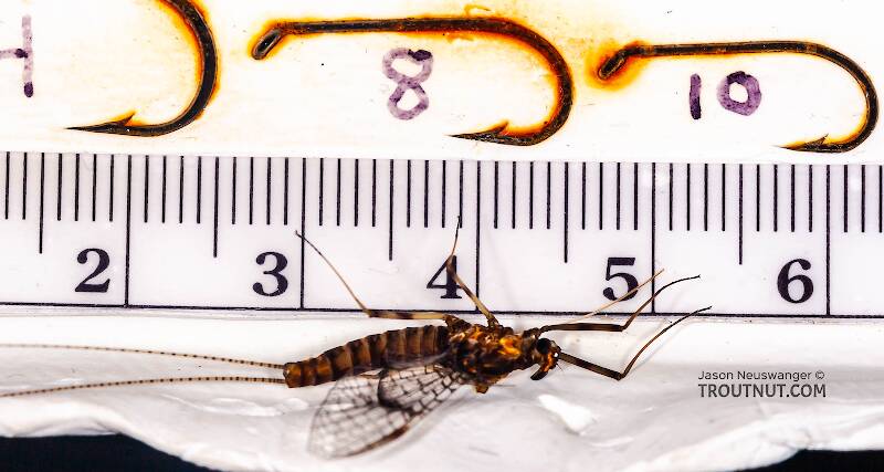 Ruler view of a Female Stenonema pudicum (Heptageniidae) Mayfly Spinner from Mystery Creek #42 in Pennsylvania The smallest ruler marks are 1 mm.