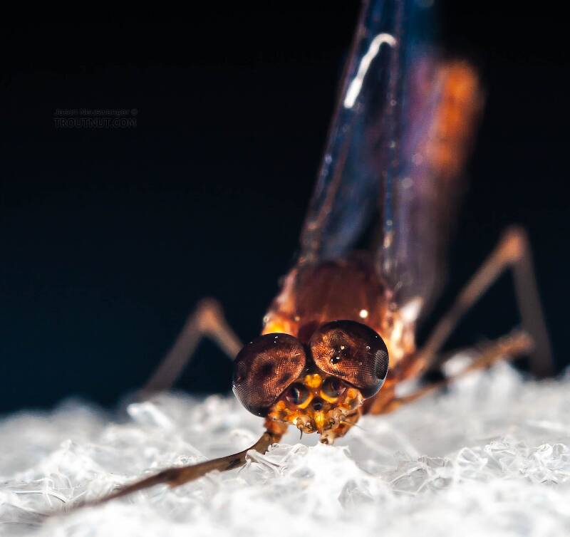 Male Epeorus (Heptageniidae) (Little Maryatt) Mayfly Spinner from Mystery Creek #42 in Pennsylvania