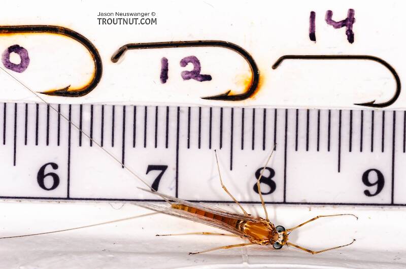 Female Epeorus vitreus (Heptageniidae) (Sulphur) Mayfly Spinner from Mystery Creek #42 in Pennsylvania