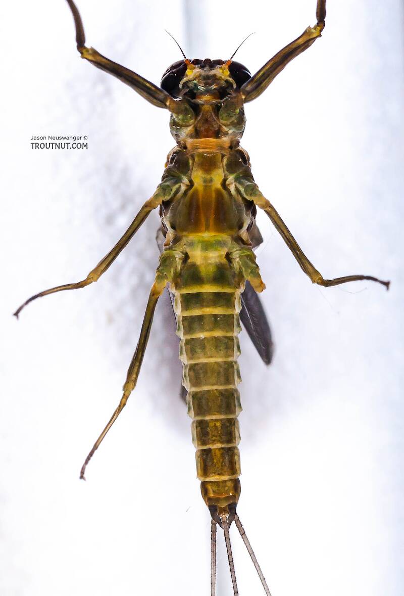 Ventral view of a Male Drunella cornuta (Ephemerellidae) (Large Blue-Winged Olive) Mayfly Dun from Brodhead Creek in Pennsylvania