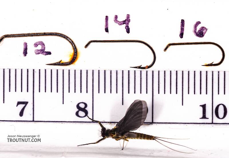 Ruler view of a Male Drunella cornuta (Ephemerellidae) (Large Blue-Winged Olive) Mayfly Dun from Brodhead Creek in Pennsylvania The smallest ruler marks are 1 mm.