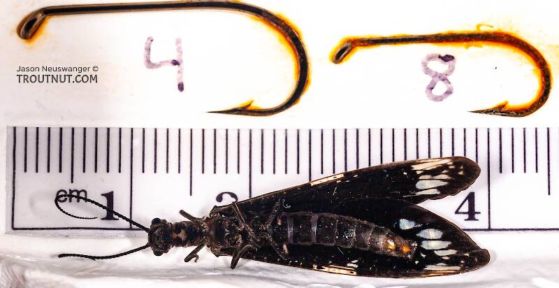 Ruler view of a Male Nigronia serricornis (Corydalidae) (Fishfly) Hellgrammite Adult from Brodhead Creek in Pennsylvania The smallest ruler marks are 1 mm.