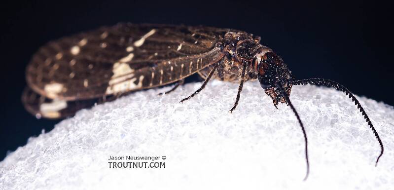 Male Nigronia serricornis (Corydalidae) (Fishfly) Hellgrammite Adult from Brodhead Creek in Pennsylvania