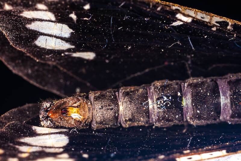 Male Nigronia serricornis (Corydalidae) (Fishfly) Hellgrammite Adult from Brodhead Creek in Pennsylvania