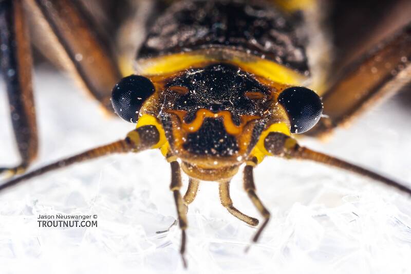 Male Paragnetina immarginata (Perlidae) (Beautiful Stonefly) Stonefly Adult from Brodhead Creek in Pennsylvania