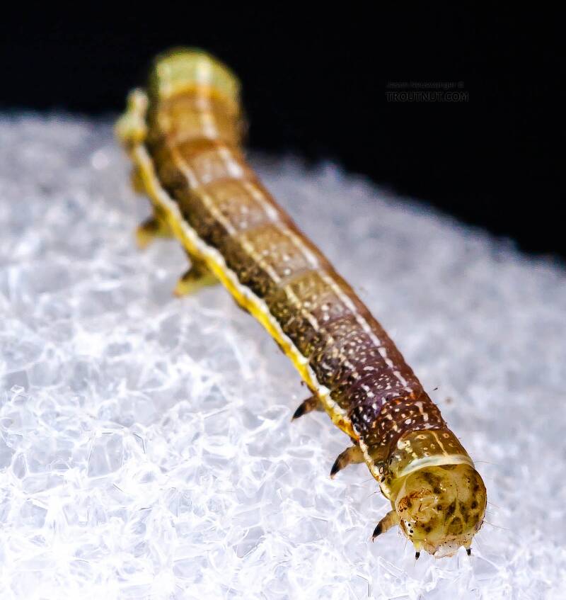 Geometridae (Inchworm) Moth Larva from Brodhead Creek in Pennsylvania