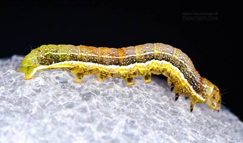 Lateral view of a Geometridae (Inchworm) Moth Larva from Brodhead Creek in Pennsylvania