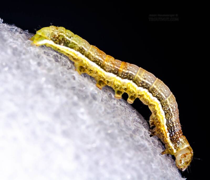 Geometridae (Inchworm) Moth Larva from Brodhead Creek in Pennsylvania