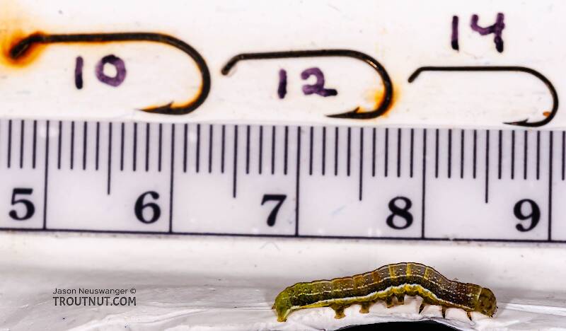 Ruler view of a Geometridae (Inchworm) Moth Larva from Brodhead Creek in Pennsylvania The smallest ruler marks are 1 mm.