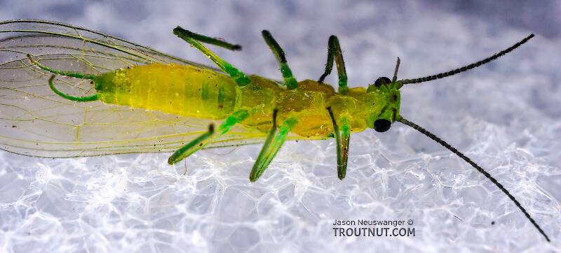 Ventral view of a Alloperla (Chloroperlidae) (Sallfly) Stonefly Adult from Brodhead Creek in Pennsylvania