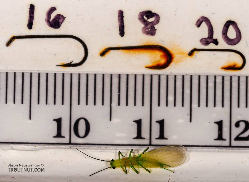 Ruler view of a Alloperla (Chloroperlidae) (Sallfly) Stonefly Adult from Brodhead Creek in Pennsylvania The smallest ruler marks are 1 mm.
