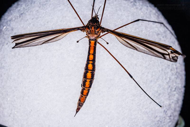 Dorsal view of a Tipulidae (Crane Fly) True Fly Adult from Brodhead Creek in Pennsylvania