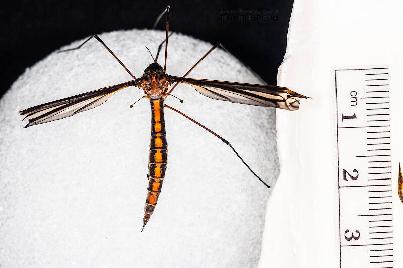 Ruler view of a Tipulidae (Crane Fly) True Fly Adult from Brodhead Creek in Pennsylvania