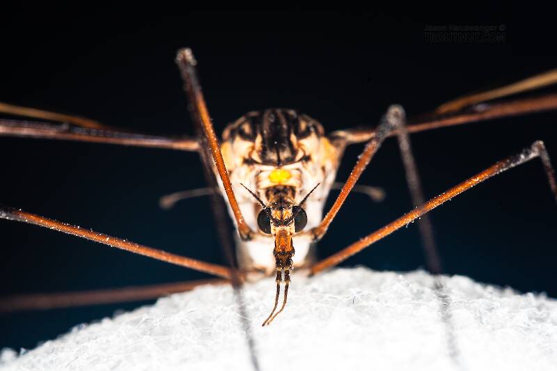 Tipulidae (Crane Fly) True Fly Adult from Brodhead Creek in Pennsylvania