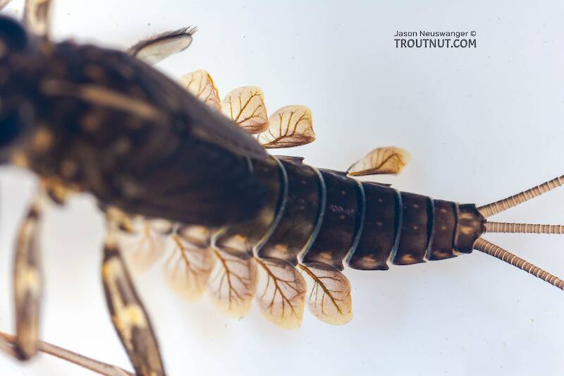 Cinygmula subaequalis (Heptageniidae) (Small Gordon Quill) Mayfly Nymph from Paradise Creek in Pennsylvania