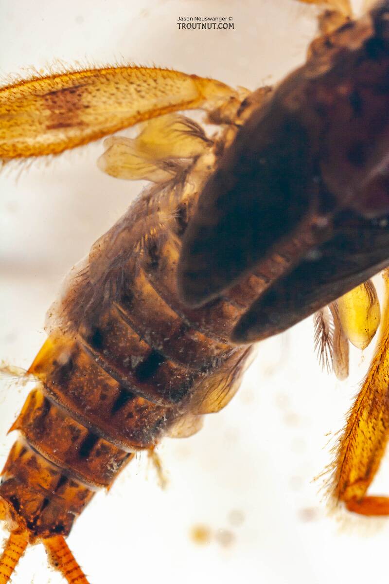 Stenonema ithaca (Heptageniidae) (Light Cahill) Mayfly Nymph from Paradise Creek in Pennsylvania