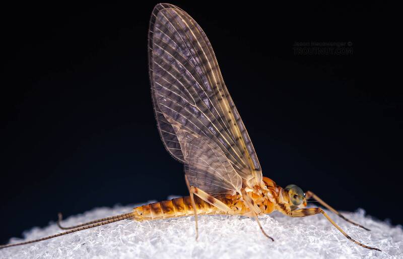 Lateral view of a Male Stenonema ithaca (Heptageniidae) (Light Cahill) Mayfly Dun from Paradise Creek in Pennsylvania