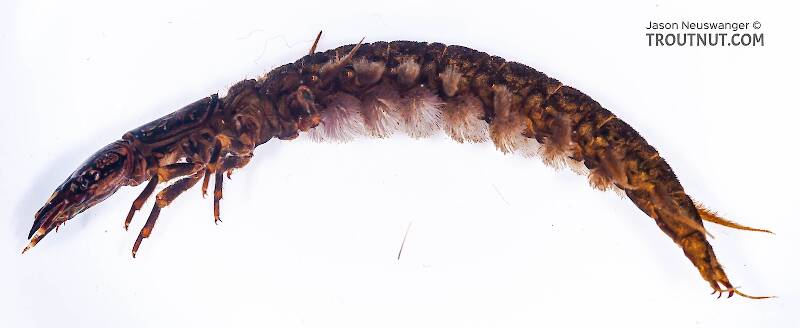 Lateral view of a Corydalus (Corydalidae) (Dobsonfly) Hellgrammite Larva from Paradise Creek in Pennsylvania