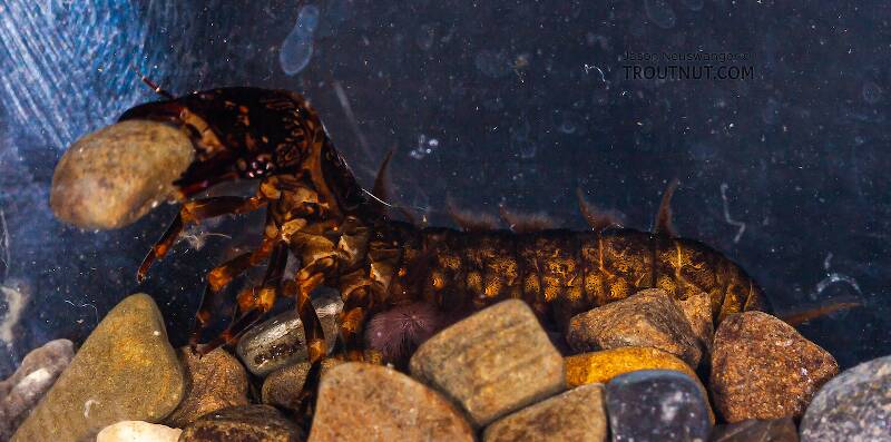 This hellgrammite seemed to think it could escape by moving rocks around, so it was picking up surprisingly large pieces of gravel and throwing them back over the top of its head.  It was really cool to watch and I wish I had got it on video, but it gave up too quickly.

Corydalus (Corydalidae) (Dobsonfly) Hellgrammite Larva from Paradise Creek in Pennsylvania