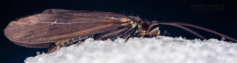 Lateral view of a Male Psilotreta labida (Odontoceridae) (Dark Blue Sedge) Caddisfly Adult from the West Branch of the Delaware River in New York