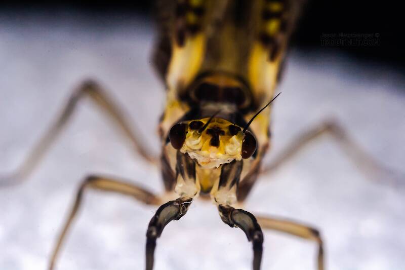 Female Ephemera guttulata (Ephemeridae) (Green Drake) Mayfly Dun from the West Branch of the Delaware River in New York
