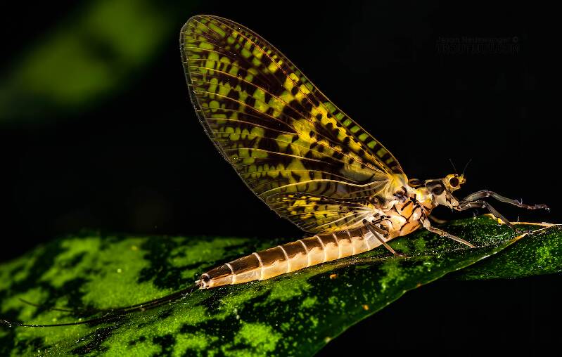 Artistic view of a Female Ephemera guttulata (Ephemeridae) (Green Drake) Mayfly Dun from the West Branch of the Delaware River in New York