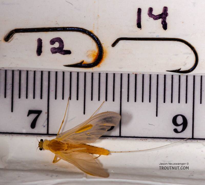 Ruler view of a Female Penelomax septentrionalis (Ephemerellidae) Mayfly Dun from the West Branch of the Delaware River in New York The smallest ruler marks are 1 mm.