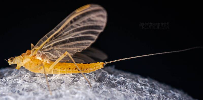 Lateral view of a Female Penelomax septentrionalis (Ephemerellidae) Mayfly Dun from the West Branch of the Delaware River in New York