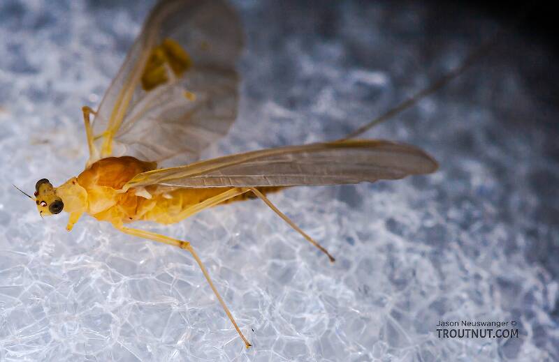 Female Penelomax septentrionalis (Ephemerellidae) Mayfly Dun from the West Branch of the Delaware River in New York