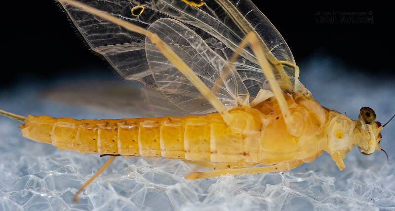 Ventral view of a Female Penelomax septentrionalis (Ephemerellidae) Mayfly Dun from the West Branch of the Delaware River in New York