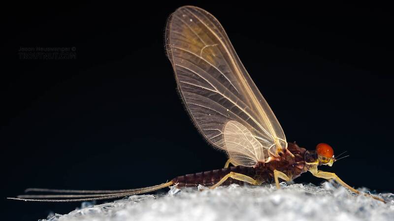 Lateral view of a Male Ephemerella needhami (Ephemerellidae) (Little Dark Hendrickson) Mayfly Dun from the West Branch of the Delaware River in New York