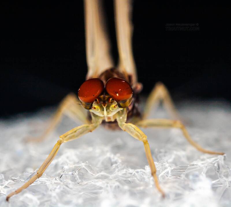 Male Ephemerella needhami (Ephemerellidae) (Little Dark Hendrickson) Mayfly Dun from the West Branch of the Delaware River in New York