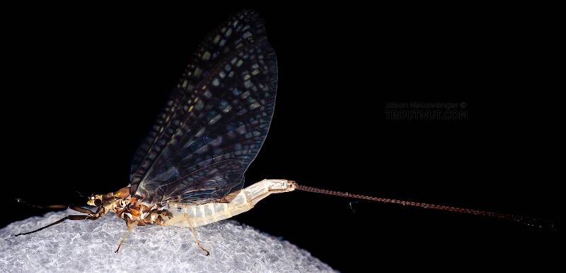 Lateral view of a Female Ephemera guttulata (Ephemeridae) (Green Drake) Mayfly Spinner from the West Branch of the Delaware River in New York