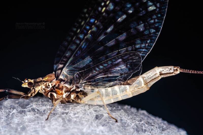 Female Ephemera guttulata (Ephemeridae) (Green Drake) Mayfly Spinner from the West Branch of the Delaware River in New York