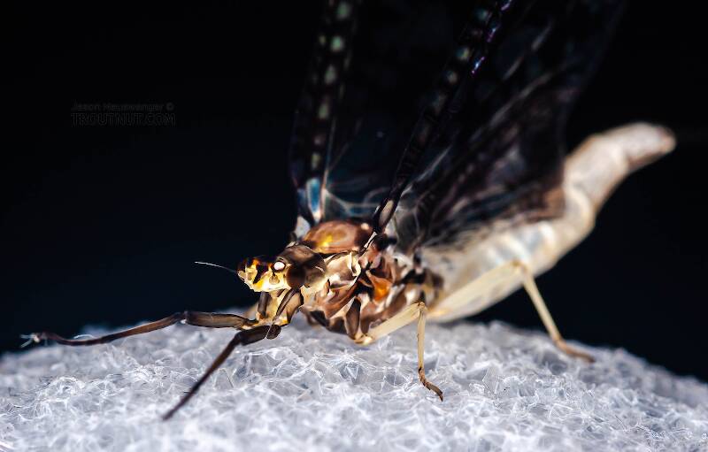 Artistic view of a Female Ephemera guttulata (Ephemeridae) (Green Drake) Mayfly Spinner from the West Branch of the Delaware River in New York