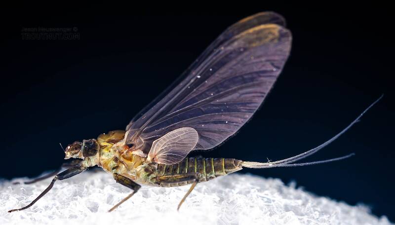 Lateral view of a Female Drunella tuberculata (Ephemerellidae) Mayfly Dun from the West Branch of the Delaware River in New York