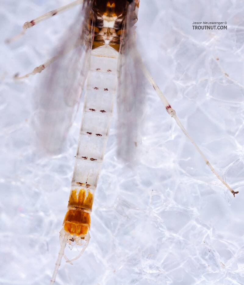 Dorsal view of a Male Stenonema terminatum (Heptageniidae) Mayfly Spinner from the West Branch of the Delaware River in New York
