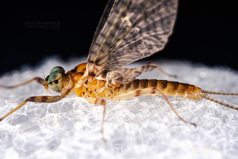 Male Stenonema ithaca (Heptageniidae) (Light Cahill) Mayfly Dun from the West Branch of the Delaware River in New York