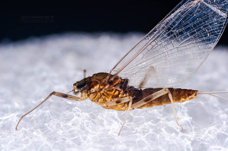 Lateral view of a Female Rhithrogena (Heptageniidae) Mayfly Spinner from the West Branch of the Delaware River in New York