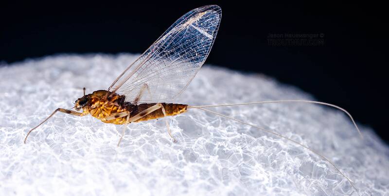 Female Rhithrogena (Heptageniidae) Mayfly Spinner from the West Branch of the Delaware River in New York