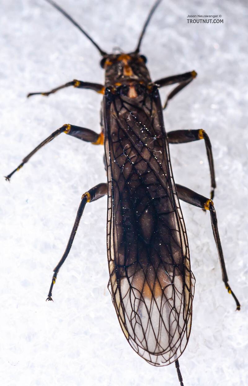 Female Helopicus subvarians (Perlodidae) (Springfly) Stonefly Adult from the West Branch of the Delaware River in New York